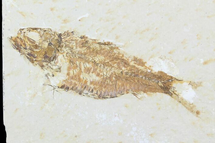 Bargain Knightia Fossil Fish - Wyoming #99234